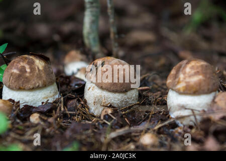 Tre i funghi nella foresta crescono in linea. Famiglia di funghi porcini. Estate funghi di bosco Foto Stock