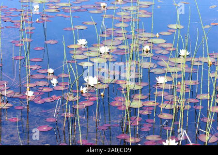 White waterlilies Nymphaea alba crescente in uno stagno naturale in una foresta Foto Stock