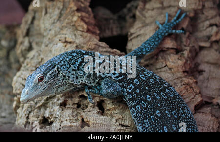 Struttura Blue-Spotted Monitor Lizard (varanus macraei) Foto Stock