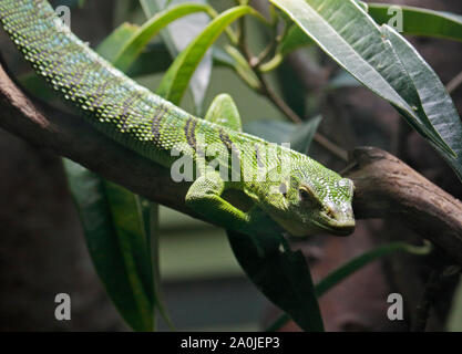 Emerald Tree Monitor (varanus prasinus) Foto Stock