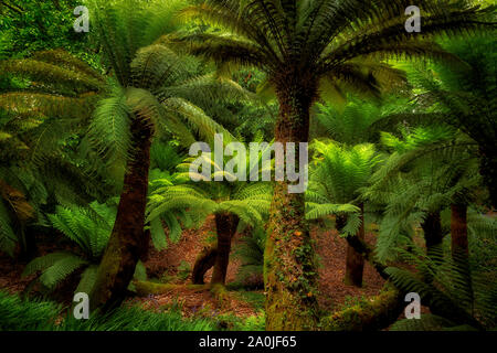 Australian Soft Fern Tree (Dicksonia Antartide). Giardini Trewidden, Cornwall, Inghilterra Foto Stock