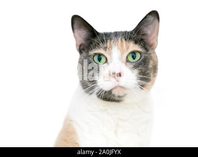 Un diluisca Calico shorthaired domestico cat con luminosi occhi verdi Foto Stock