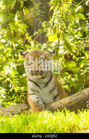 /Amur tigre siberiana Cub (Panthera Tigris Altaica) su un albero caduto Foto Stock