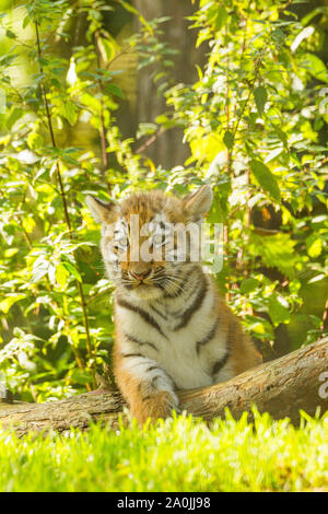 /Amur tigre siberiana Cub (Panthera Tigris Altaica) su un albero caduto Foto Stock