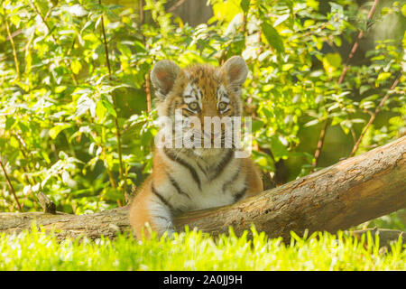 /Amur tigre siberiana Cub (Panthera Tigris Altaica) su un albero caduto Foto Stock