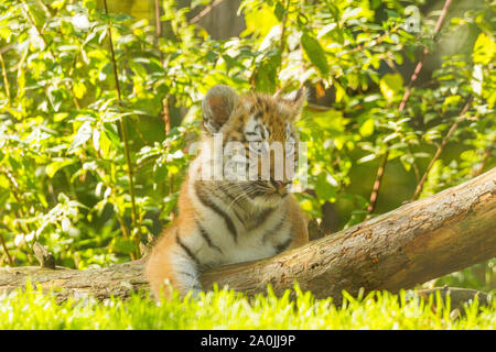 /Amur tigre siberiana Cub (Panthera Tigris Altaica) su un albero caduto Foto Stock