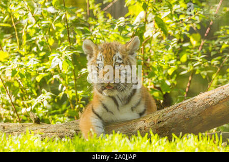 /Amur tigre siberiana Cub (Panthera Tigris Altaica) su un albero caduto Foto Stock