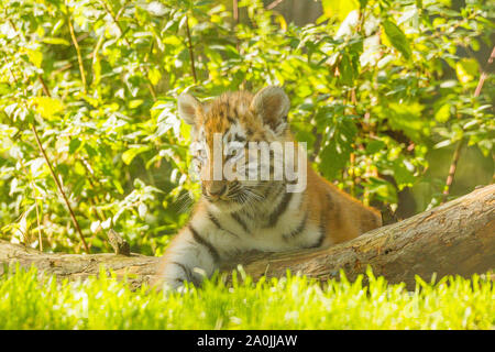 /Amur tigre siberiana Cub (Panthera Tigris Altaica) su un albero caduto Foto Stock