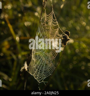 Web colorati. Gocce di Rugiada di mattina su un nastro di steli intrecciati di erba secca su un campo di autunno nella luce del tramonto Foto Stock