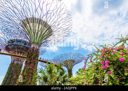 SINGAPORE - Novembre 11, 2018: Supertree grove in giardino dall'alloggiamento. Vista dal basso Foto Stock