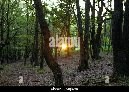 Tramonto in legno. Bosco in inglese. Estate, England Regno Unito. Dark tronchi di albero sole nella vegetazione lussureggiante. Romantico paesaggio nella foresta. Foto Stock