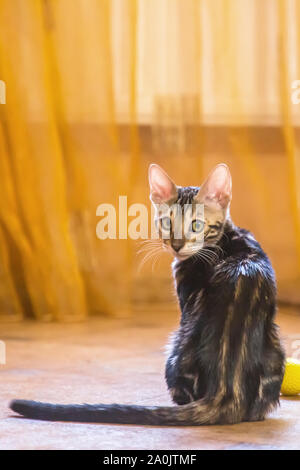 Una razza di gatto bengala con una bella colorazione della lana si siede e si guarda in arancione-camera colorata Foto Stock