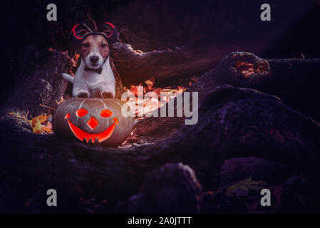 Male cane indossando devil's costume e sfolgorante Jack-O'-lanterne zucca nel mistero posto Foto Stock