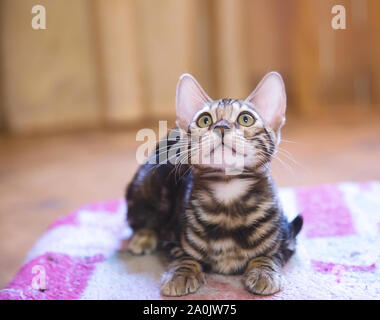 Foto di una razza pura e tabby spotted bengala Gatto sdraiato e guardando in avanti in un appartamento Foto Stock