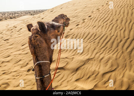 Un primo punto di vista mentre a dorso di un cammello sulle dune di sabbia nel deserto di Thar, Rajasthan, India. Foto Stock