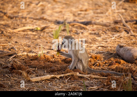 Un giovane vervet monkey mangia il fiore della struttura sasuage, Kigelia africana, all'ombra, Ruaha National Park, Tanzania Foto Stock