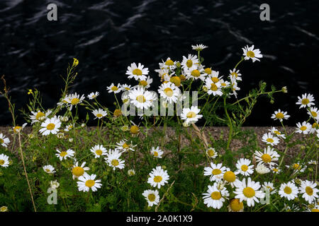 Wild daisy fiori che crescono su di un pontile sul mare Foto Stock