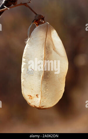 Colutea Arborescens' SEMENTI Baccelli, alla luce del sole Foto Stock