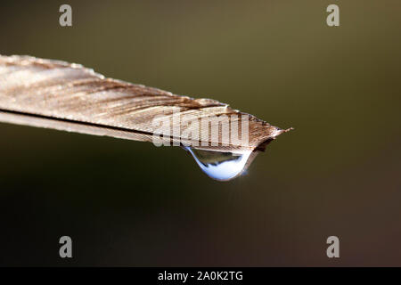 Gocce di acqua sulle piume di uccelli Foto Stock