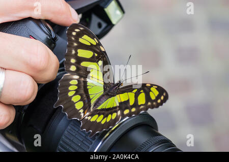 Bella farfalla a coda di rondine su una telecamera, tenuto dal fotografo. Foto Stock