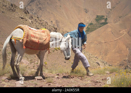 Uomo marocchino nel suo 20's conduce un mulo attraverso le alte montagne Atlas su un viaggio di trekking e pause di riposo a Tizi 'n Tamer, 2200 metri di altezza in ai Foto Stock