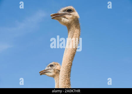 Ostrich giovane che guarda lontano in un cielo azzurro sfondo Foto Stock