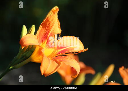 Un daylily arancione su sfondo nero Foto Stock