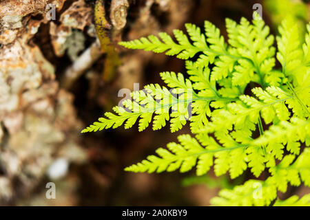 Belle foglie di felci fogliame verde naturale sfondo di legno alla luce diretta del sole Foto Stock