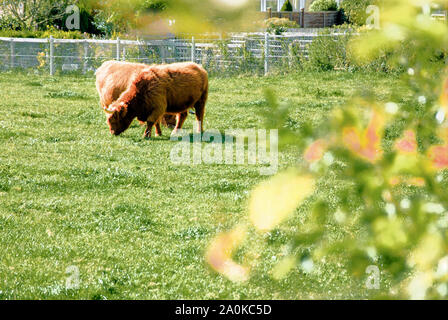 Poundbury, UK. Xx Settembre 2019. Regno Unito Meteo. Highland bestiame pascola nel caldo sole in Martinstown, vicino Poundbury. Credito: stuart fretwell/Alamy Live News Foto Stock