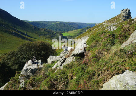 Castle Rock e le capre nella Valle delle rocce, Exmoor Foto Stock