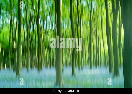 Blluebell legno e tronchi di alberi in tarda primavera / estate precoce nel Gloucestershire Cotswolds, REGNO UNITO Foto Stock