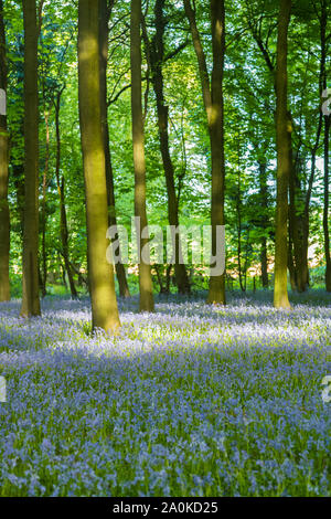 Pezzata luce solare in legno bluebell e tronchi di alberi in tarda primavera / estate precoce nel Gloucestershire Cotswolds, REGNO UNITO Foto Stock