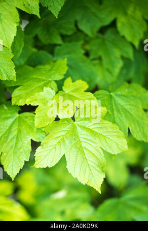 Sicomoro - Acer pseudoplatanus - latifoglie caducifoglie foglie in tarda primavera / estate precoce nel Gloucestershire Cotswolds, REGNO UNITO Foto Stock