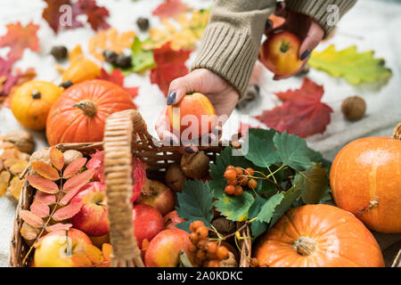 Giovane donna in maglia tenendo mature apple dal cesto con zucche e bacche Foto Stock