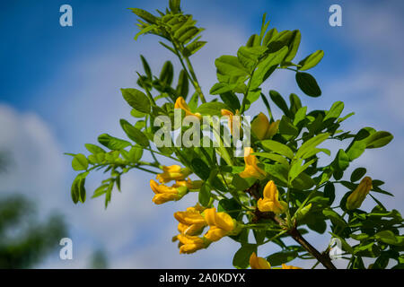 Bei fiori gialli di Caragana arborescens contro sfondo bokeh di fondo nella soleggiata giornata di primavera. Foto Stock