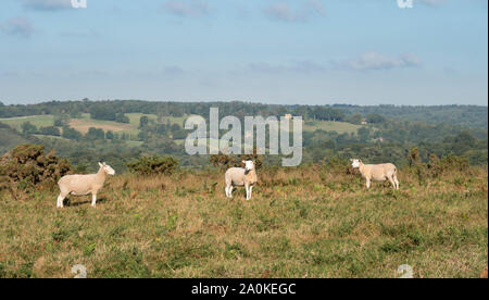 Tre pecore su Ashdown Forest, East Sussex, Regno Unito Foto Stock