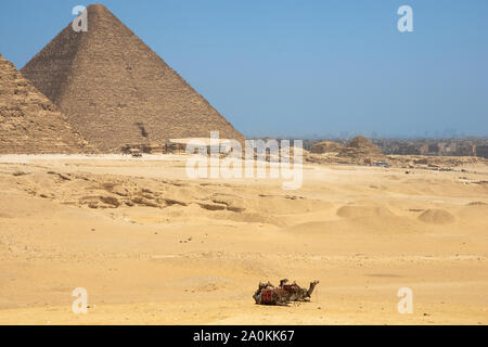 Due Bactrian camel e la Grande Piramide di Khufu dietro Foto Stock