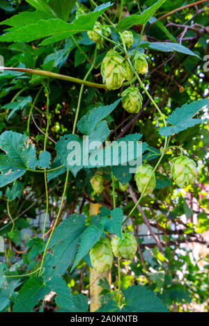 Luppolo fresco o Humulus lupulus utilizzati principalmente come un amarizzante, aromatizzanti e agente di stabilità nel processo di produzione della birra. Foto Stock