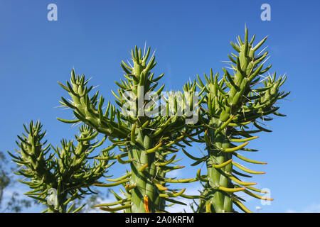 Succulente e cactus Foto Stock