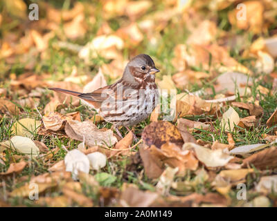 Red Fox Sparrow in Alaska Foto Stock