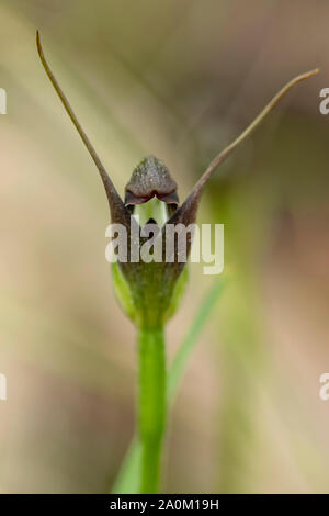 Pterostylis pedunculata, Maroonhood Orchid Foto Stock