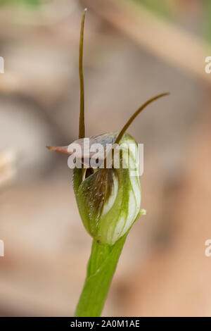 Pterostylis pedunculata, Maroonhood Orchid Foto Stock