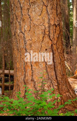 Big Pine intoppo, Siskiyou National Forest, Oregon Foto Stock