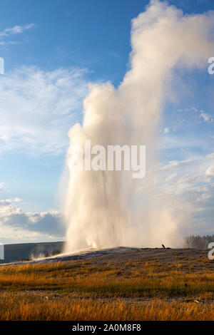 Vecchie fedeli esplode durante il tramonto al Parco Nazionale di Yellowstone in Wyoming, STATI UNITI D'AMERICA. Il famoso geyser erutta ad un intervallo medio di 90 minuti, l'espulsione Foto Stock
