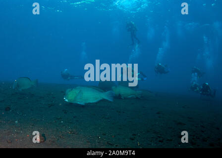 Bumphead Parrotfish, Bulbometopon muricatum, scuola followed da subacquei, sito di immersione Liberty Wreck, Tulamben, Karangasem, Bali, Indonesia Foto Stock