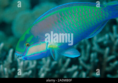 Parrotfish di Bleeker, Clorurus blekeri, sito di immersione Tatawa Besar, tra le isole di Komodo e Flores, Parco Nazionale di Komodo, Isole di Lunda Lesser Foto Stock