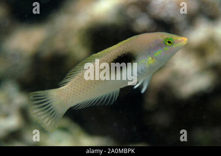 Verde pastello Wrasse, Halichoeres chloropterus, Female, Gili Lawa Laut Island, a nord di Komodo Island, Komodo National Park, Lesser Sunda Islands Foto Stock