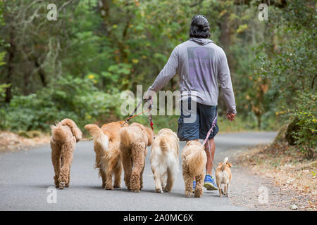 Professionale Dog trainer e walker Juan Carlos Zuniga gatti a piedi, Golden Retriever e Chihuahua in un parco (visto da dietro). Foto Stock