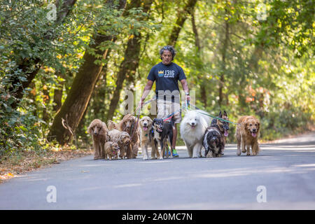 Professional dog walker e il trainer Juan Carlos Zuniga di portare i cani di varie razze per una passeggiata in un parco. Foto Stock