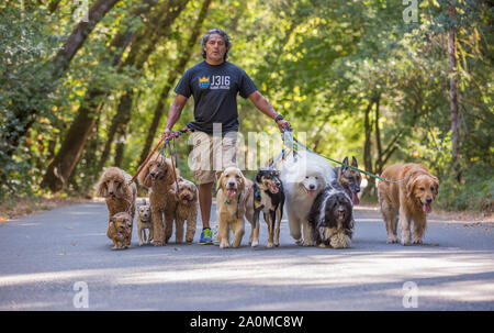Professional dog walker e il trainer Juan Carlos Zuniga tenendo 11 cani di varie razze per una passeggiata in un parco. Foto Stock